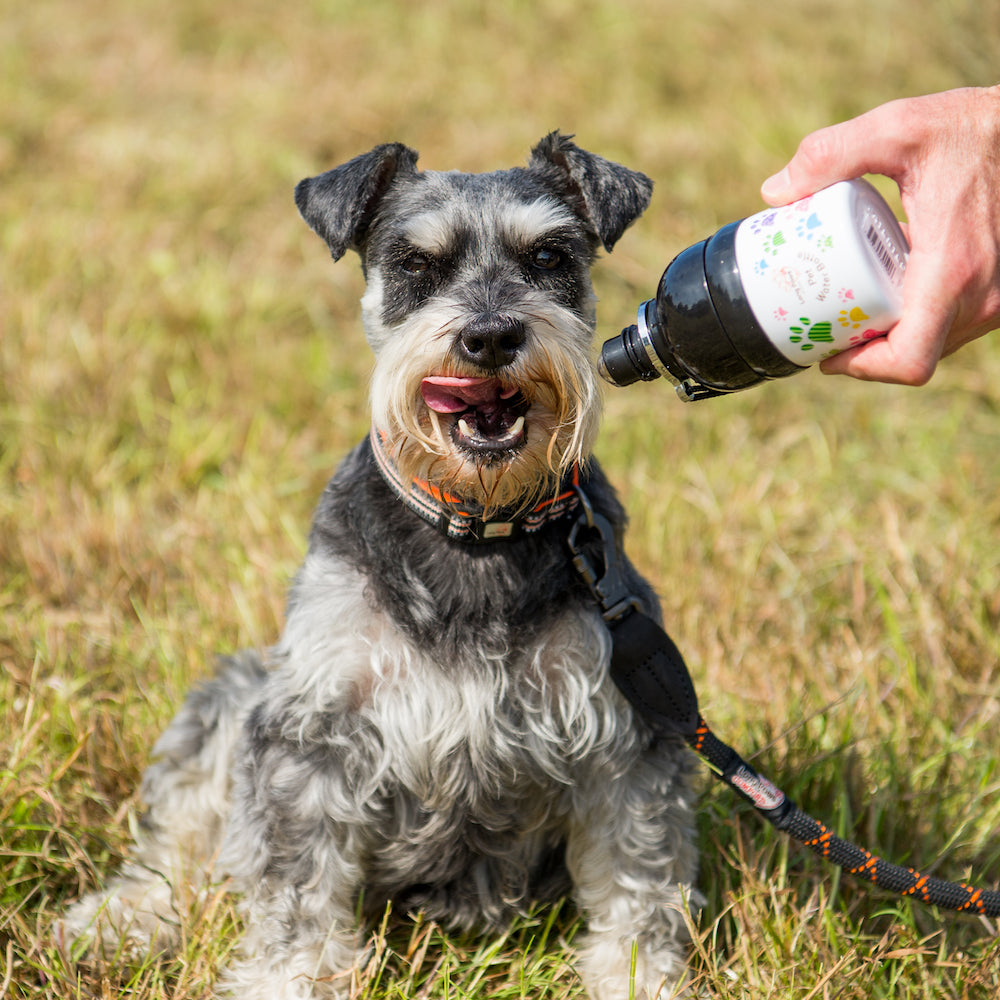 Pet Water Bottle - Paws. - Fernie's Choice Classic Country Wear for Dogs