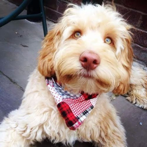 *Patchwork Pete Dog Bandana - Fernie's Choice Classic Country Wear for Dogs