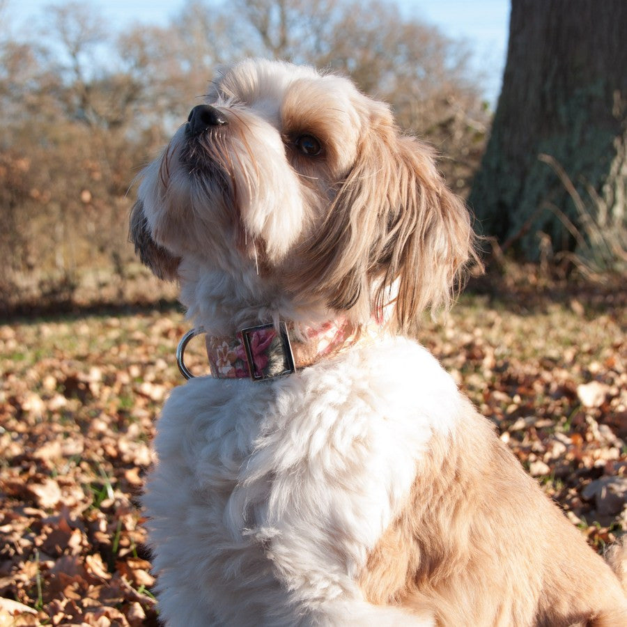 Brown & Rose Floral Dog Collar - Fernie's Choice Classic Country Wear for Dogs