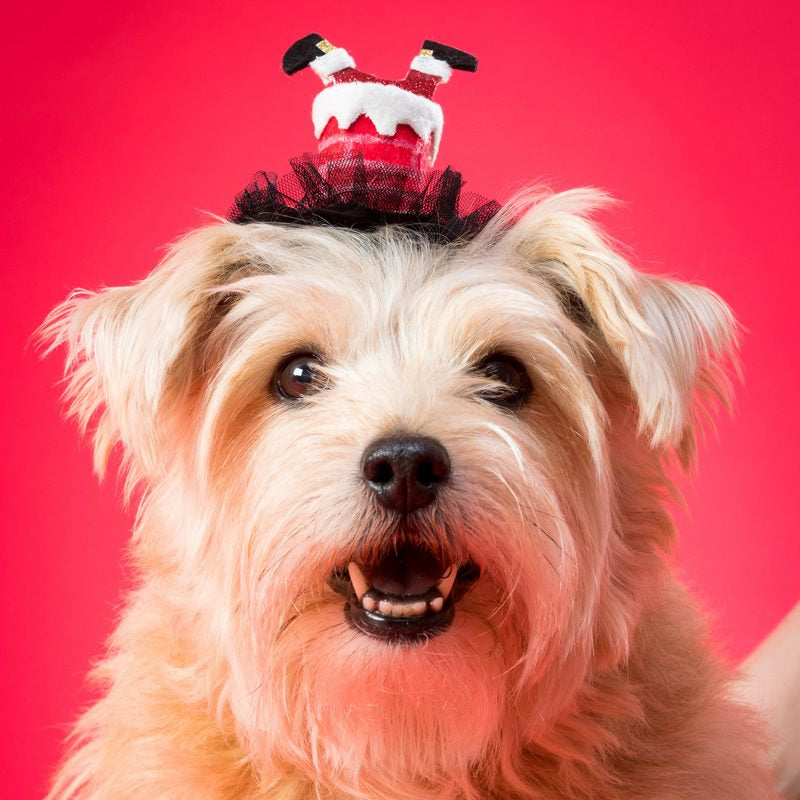 Dog Party Hat- Mini Santa stuck down the Chimney - Fernie's Choice Classic Country Wear for Dogs