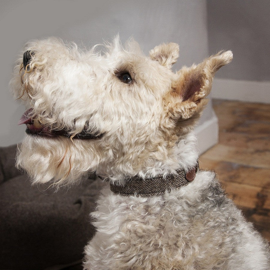 Herringbone Tweed & Leather Dog Collar - Fernie's Choice Classic Country Wear for Dogs
