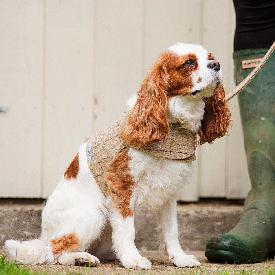 Oatmeal Check Tweed Dog Lead - Fernie's Choice Classic Country Wear for Dogs